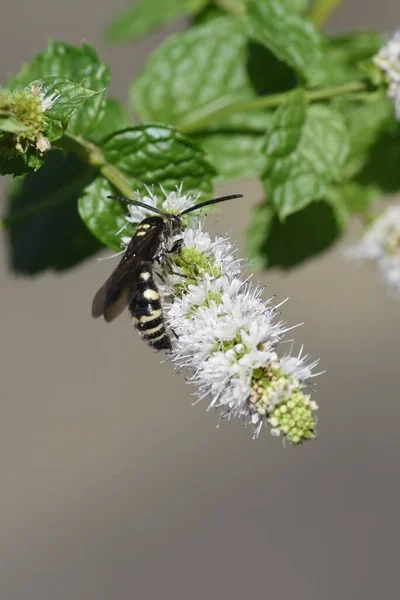 Mint flowers. Lamiaceae perennial herb. The leaves are rich in menthol and are used for cooking and medicinal purposes. The flowering season is from July to September.