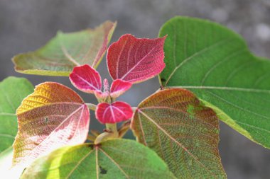 Japon mallotus ağacı. Euphorbiaceae yapraklı ağacı. İlkbaharda genç yapraklar parlak kırmızıdır, yaz başında çiçek başakları açar ve meyveler sonbaharda siyah tohum oluşturmak için olgunlaşır..