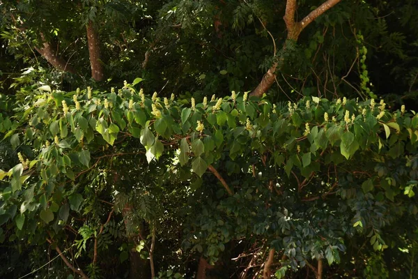 Mallotus Japonés Euphorbiaceae Árbol Caducifolio Las Hojas Jóvenes Primavera Son —  Fotos de Stock
