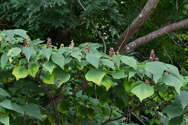 Mallotus Japonais Euphorbiaceae Arbre Feuilles Caduques Les Jeunes Feuilles Printemps — Photo
