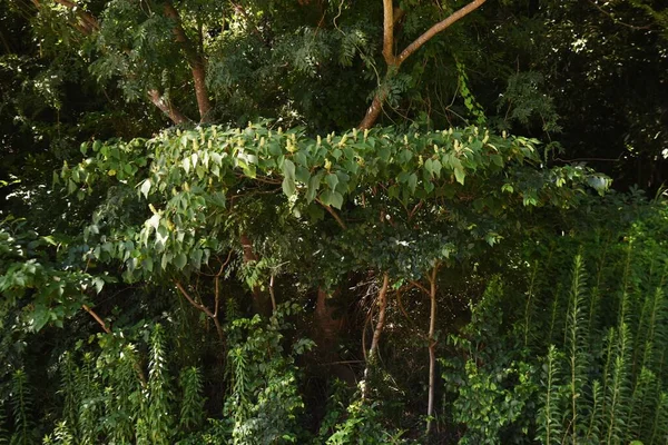 Japanischer Stockotusbaum Euphorbiaceae Laubbaum Die Jungen Blätter Frühling Sind Leuchtend — Stockfoto