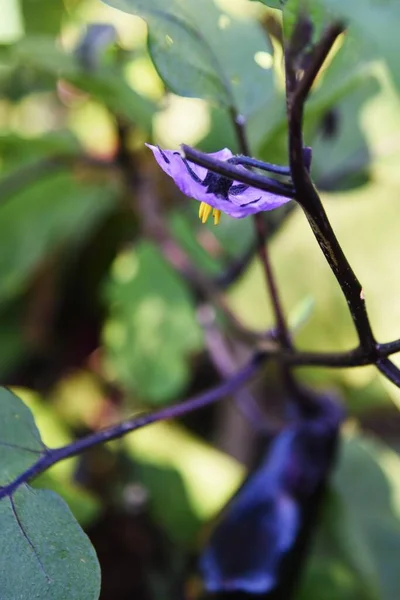 Tojásnövénytermesztés Zöldségkertben Solanaceae Nyári Zöldség Őshonos Indiában Virágzást Követő Nap — Stock Fotó