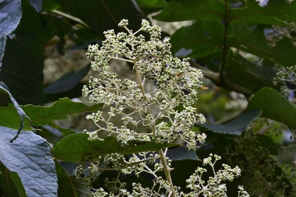 Devil Walking Stick Aralia Elata Flowers Araliaceae Deciduous Shrub Flowers — Stock Photo, Image