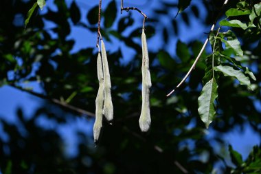 Japon salkımı meyveleri (baklagiller). Fabaceae yapraklı sarmaşık. Nisan 'dan Mayıs' a kadar çiçek açar ve Eylül 'den Ekim' e kadar baklagiller üretir.