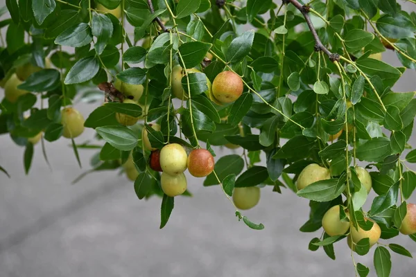 Jujube Nuts Rhamnaceae Deciduous Fruit Tree Has Pale Green Flowers — Stock Photo, Image