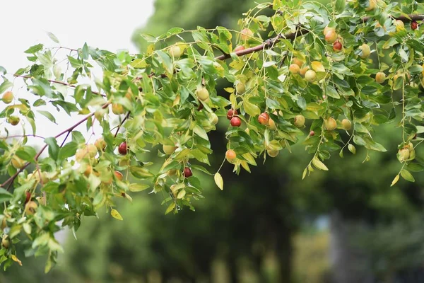 Pazzi Giuggiola Rhamnaceae Albero Deciduo Frutto Presenta Fiori Verde Pallido — Foto Stock