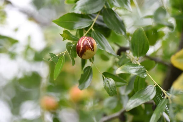 Καρύδια Τζούτζουμπ Rhamnaceae Φυλλοβόλο Οπωροφόρο Δένδρο Έχει Ανοιχτόχρωμα Πράσινα Λουλούδια — Φωτογραφία Αρχείου