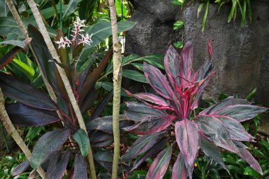 Ti ağacı (Cordyline fruticosa) çiçekleri. Malezya 'ya özgü kuşkonmaz uzun ömürlü tropikal çalı. Yapraklar Hawaii hula eteklerinde kullanılır..