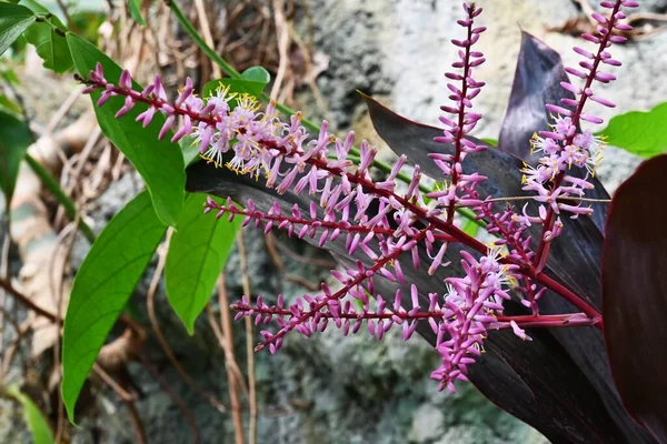 Cordyline Fruticosa Flowers Asparagaceae Arbusto Perene Tropical Perene Nativa Malásia — Fotografia de Stock