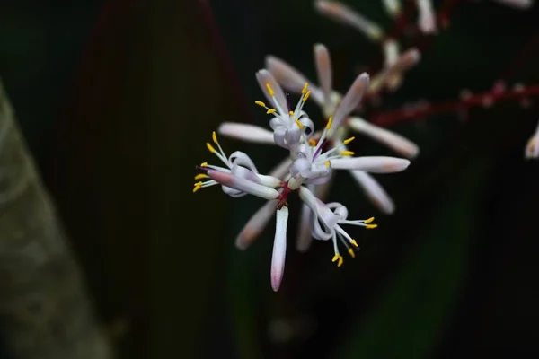 Baum Cordyline Fruticosa Blüht Asparagaceae Mehrjähriger Tropischer Immergrüner Strauch Aus — Stockfoto