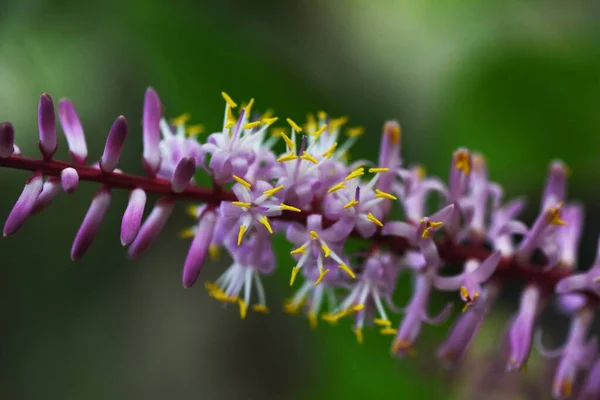 Drzewo Cordyline Fruticosa Kwiaty Szparagaceae Wieloletni Tropikalny Wiecznie Zielony Krzew — Zdjęcie stockowe