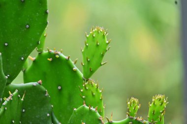 Dikenli armut (Opuntia) çiçekler. Kaktaceae tropikal sulu bitkiler.