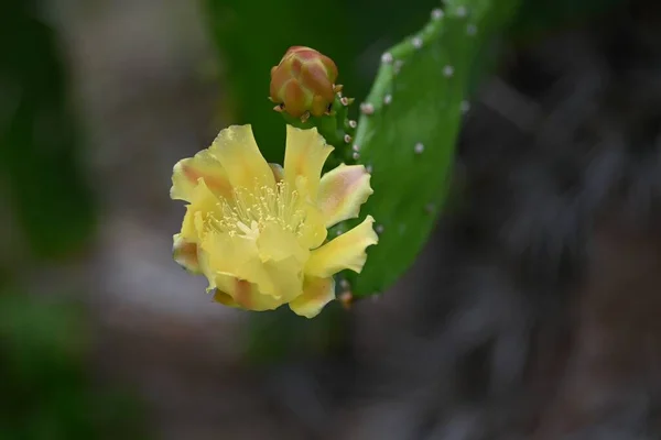 Pêra Espinhosa Opuntia Flores Cactaceae Plantas Tropicais Suculentas — Fotografia de Stock