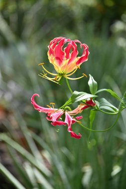 Şanlı zambak çiçekleri. Kolhisaceae bitkileri tropikal kökenlidir. Zehirli ampuller.