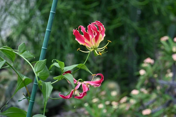 Gloriosa Glory Lily Fleurs Colchicaceae Plantes Vivaces Origine Tropicale Ampoules — Photo