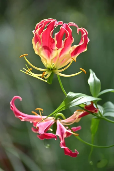 Gloriosa Glory Lily Flores Colchicaceae Plantas Perennes Origen Tropical Bombillas — Foto de Stock