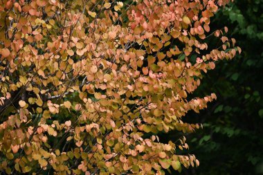 Katsura ağacı (Cercidiphyllum japonicum) sarı yapraklar. Cercidiphyllaceae yapraklı ağaç. Yapraklar kalp şeklinde ve dökülen yapraklar güzel kokulu..
