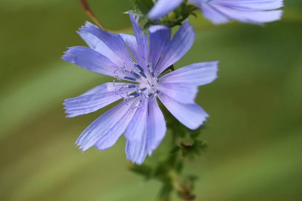 チコリの花 ヨーロッパ原産のアスタリスク多年生のハーブ 7月10月に 半透明の薄青の花を咲かせます もやしを食べる — ストック写真