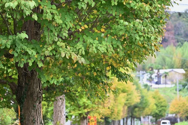 카츠라 Cercidiphyllum Japonicum Cercidiphyllaceae 낙엽수이다 모양이고 낙엽은 향기가 — 스톡 사진