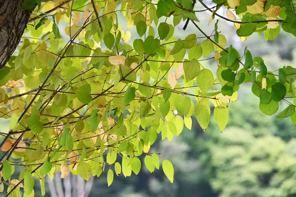Árvore Katsura Cercidiphyllum Japonicum Folhas Amarelas Cercidiphyllaceae Árvore Caduca Folhas — Fotografia de Stock