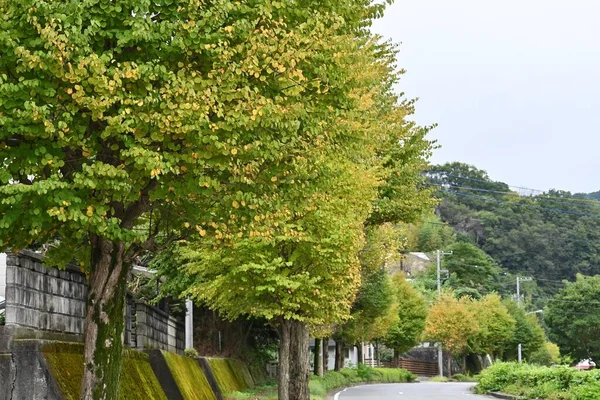 Кацура Cercidiphyllum Japanicum Жовте Листя Листяне Дерево Cercidiphyllaceae Листя Формі — стокове фото