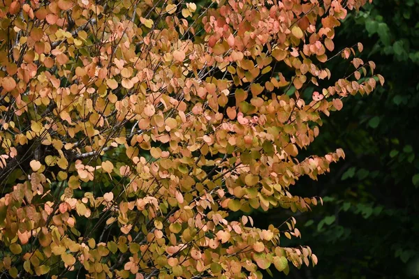 Katsura tree (Cercidiphyllum japonicum) yellow leaves. Cercidiphyllaceae deciduous tree. The leaves are heart-shaped and the fallen leaves are fragrant.