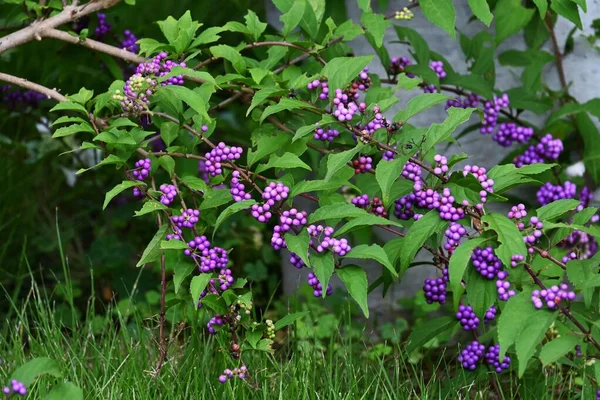 Callicarpa dichotoma ( Japanese beautyberry ) berries. Lamiaceae deciduous shrub. Many pale purple flowers bloom in summer, and berries ripen purple in autumn, attracting wild bird