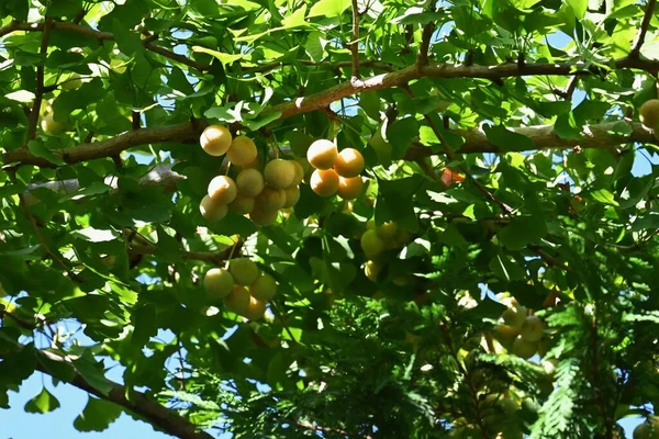 Орехи Гинкго Содержат Липиды Сахара Белки Витамины Железо Калий Обладают — стоковое фото
