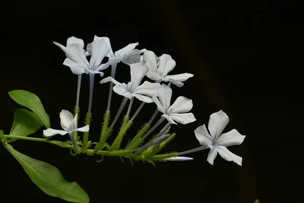Plumbago Auriculata Leadwort Квіти Plumbaginaceae Тропічний Вічнозелений Чагарник Який Росте — стокове фото