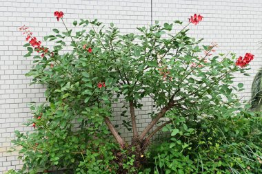 Cockspur mercan ağacı (Erythrina crista-galli) çiçekleri. Brezilya 'ya özgü fabaceae yaprak döken çalı. Kelebek şeklinde kırmızı çiçekler Haziran 'dan Eylül' e kadar aşağıya doğru açar..