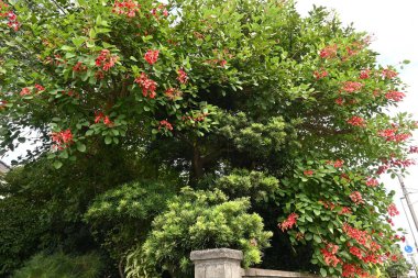 Cockspur mercan ağacı (Erythrina crista-galli) çiçekleri. Brezilya 'ya özgü fabaceae yaprak döken çalı. Kelebek şeklinde kırmızı çiçekler Haziran 'dan Eylül' e kadar aşağıya doğru açar..