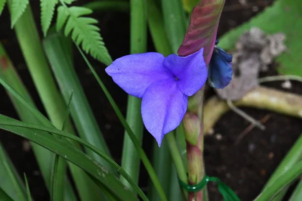 Tillandsia Cyanea Flowers Bromeliaceae Perennial Tropical Plants Purple Flowers Bloom — Stock Photo, Image