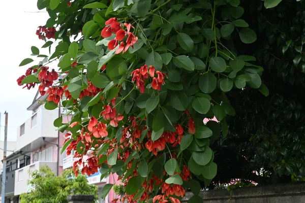 Květiny Korálovníku Erythrina Crista Galli Fabaceae Listnatý Keř Původem Brazílie — Stock fotografie