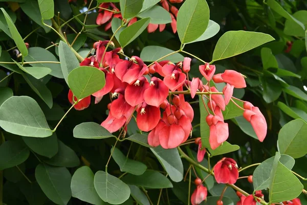Cockspur Koraalboom Erythrina Crista Galli Bloemen Fabaceae Bladverliezende Struik Afkomstig — Stockfoto