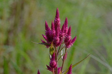 Tıknaz horoz tarağı (Celosia argentea) çiçekleri. Amaranthaceae yıllık tropikal bitkiler. Mayıs 'tan Ekim' e kadar çiçek açar.