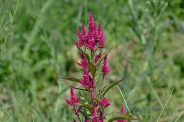 Tıknaz horoz tarağı (Celosia argentea) çiçekleri. Amaranthaceae yıllık tropikal bitkiler. Mayıs 'tan Ekim' e kadar çiçek açar.