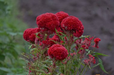 Tıknaz horoz tarağı (Celosia argentea) çiçekleri. Amaranthaceae yıllık tropikal bitkiler. Mayıs 'tan Ekim' e kadar çiçek açar.