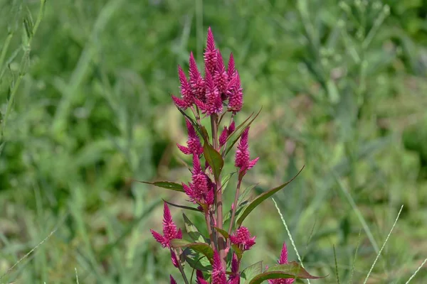 Peigne Plumes Celosia Argentea Fleurs Amaranthaceae Plantes Tropicales Annuelles Floraison — Photo