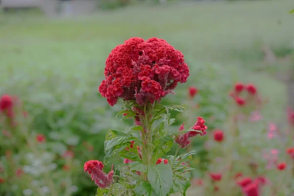 Peigne Plumes Celosia Argentea Fleurs Amaranthaceae Plantes Tropicales Annuelles Floraison — Photo