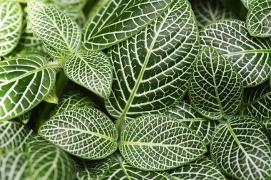 Fittonia verschaffeltii bitkisi. Acanthaceae And Dağları 'na özgü her daim yeşil bitkiler..