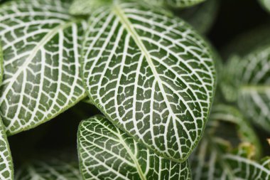 Fittonia verschaffeltii bitkisi. Acanthaceae And Dağları 'na özgü her daim yeşil bitkiler..