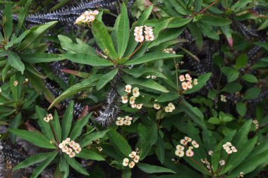 Dikenli taç (Euphorbia milii) çiçekleri. Madagaskar 'a özgü Euphorbiaceae ailesinin bir çalısı..