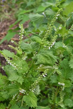 Perilla (Japon shiso yaprağı) yetiştiriciliği. Aromatik Lamiaceae yıllık bitkileri. Yemek ve tıbbi malzemeler..