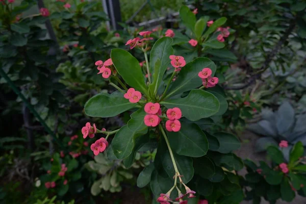 Korona Cierniowa Euphorbia Milii Kwiaty Krzew Rodziny Euphorbiaceae Pochodzący Madagaskaru — Zdjęcie stockowe