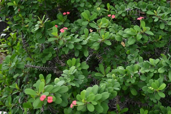 Цветки Тернового Венца Euphorbia Milii Куст Семейства Euphorbiaceae Уроженец Мадагаскара — стоковое фото