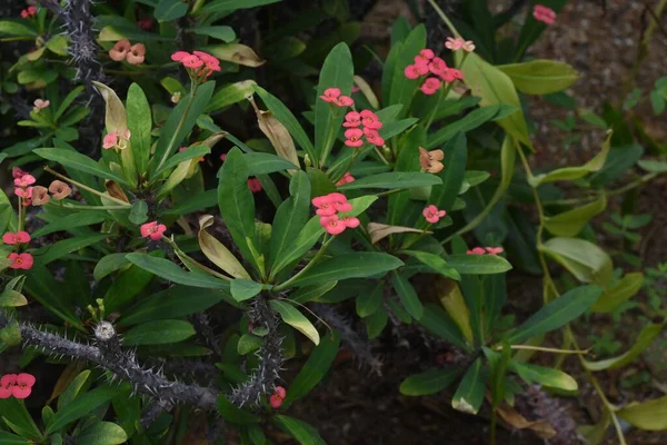 Dornenkrone Euphorbia Milii Blüht Ein Strauch Aus Der Familie Der — Stockfoto