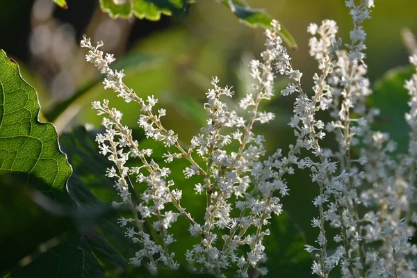 フォロピア ジャポニカ ニッコウソウ ポリゴナス多年生植物 夏から秋に小さな白い花を咲かせ 早春に若い芽が食用となります — ストック写真