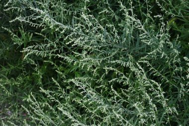Mugwort çiçekleri. Asteraceae daimi bitkisi. Ağustostan ekime kadar çiçek açar ve saman nezlesine neden olur. Genç yapraklar yenilebilir ve tedavi edicidir..