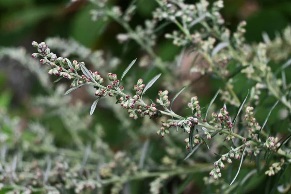 Üvegféreg Virágok Asteraceae Évelő Gyógynövény Augusztustól Októberig Virágzik Szénanáthát Okoz — Stock Fotó