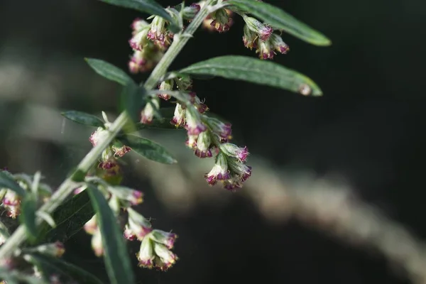 Mugwort Flowers Asteraceae Perennial Herb Blooms August October Causes Hay — Stock Photo, Image